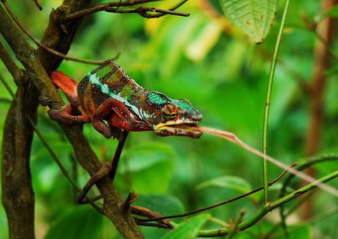 迷你世界枯叶如何获得